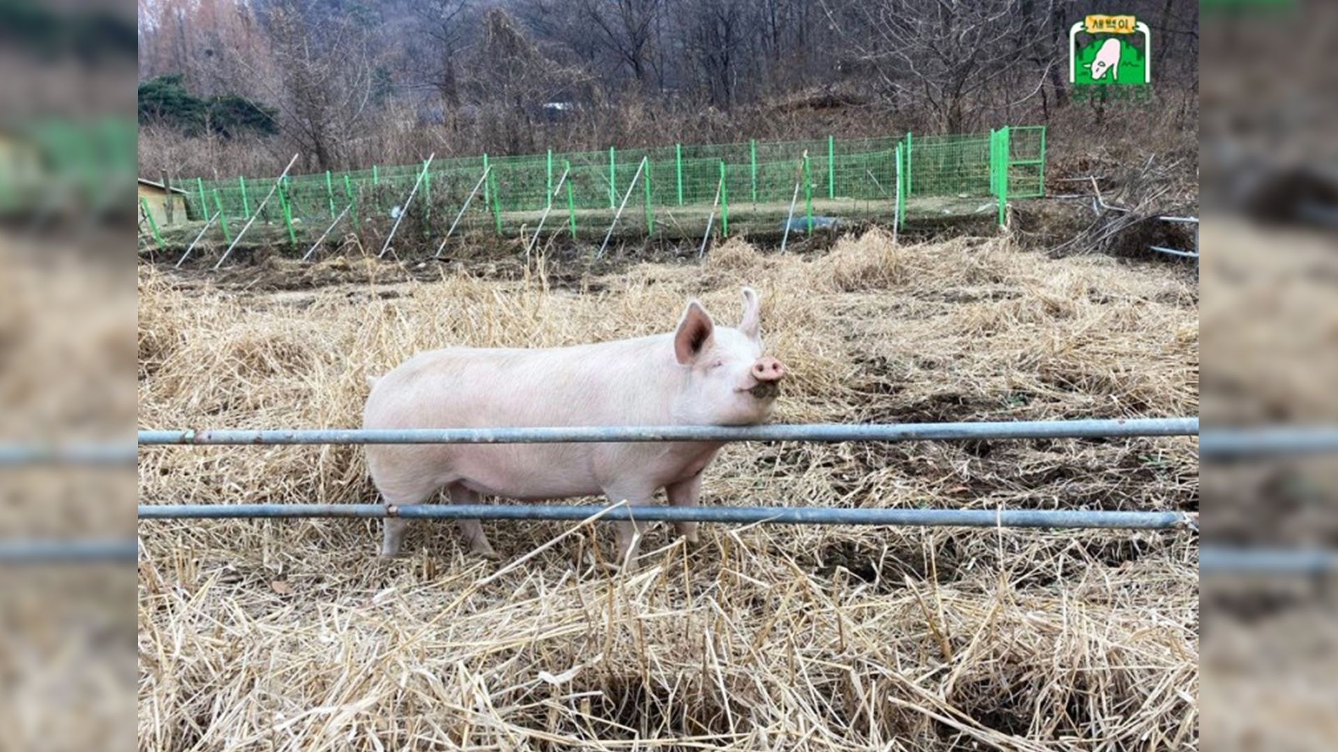 기획) 우리가 몰랐던 ‘고기’가 되기 이전의 ‘동물’ 돼지의 삶