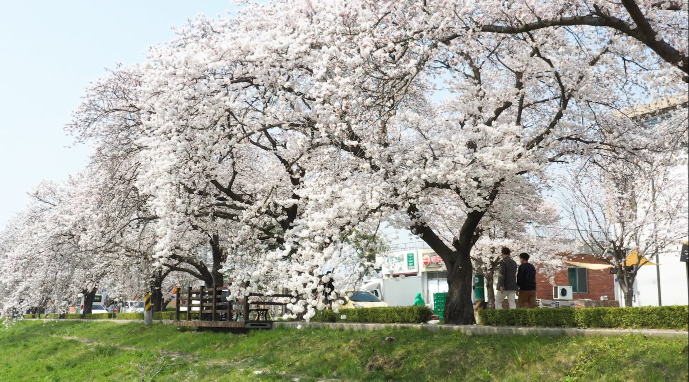 개화 시기 앞당겨져..정읍·고창·김제 31일부터 벚꽃축제