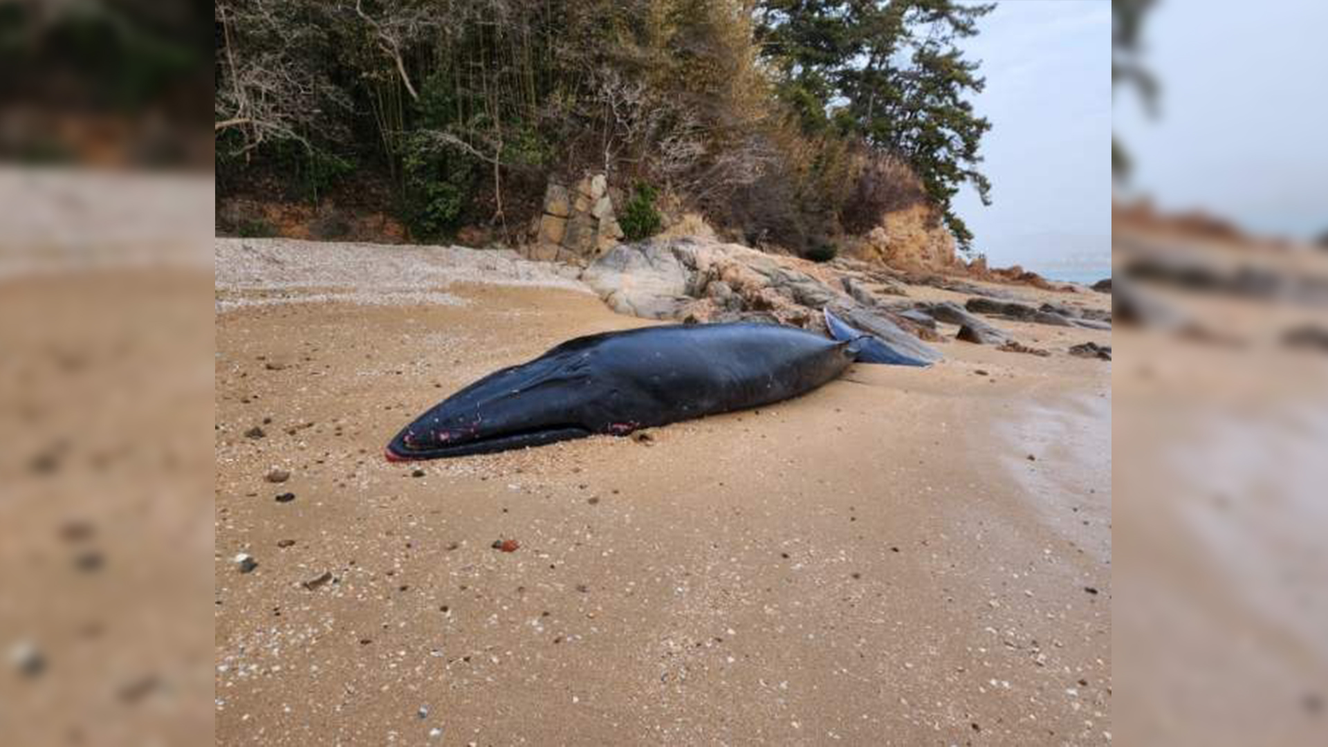부안 하섬에 고래 사체..멸종위기종 '브라이드 고래' 추정