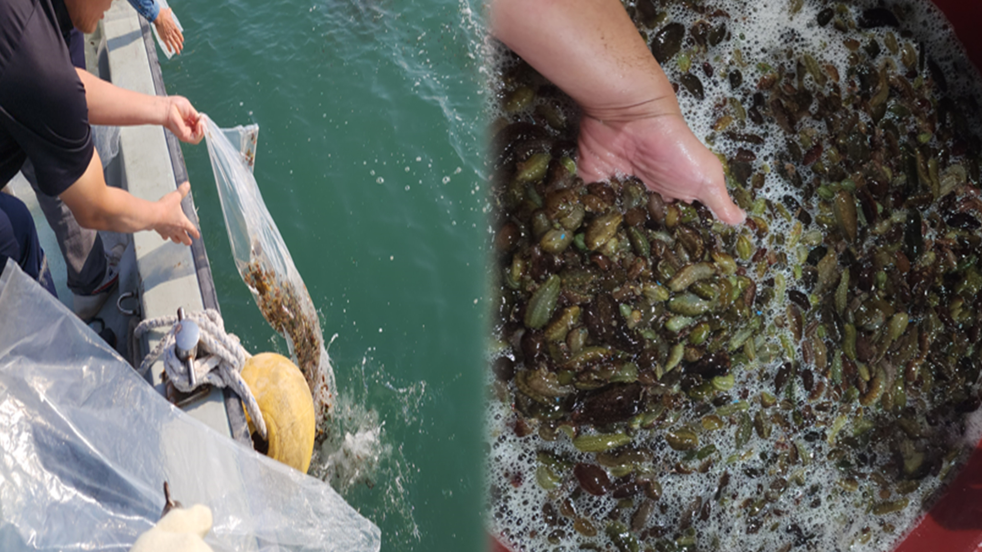 '바다의 청소부' 해삼 5만 마리, 군산 해상에 방류