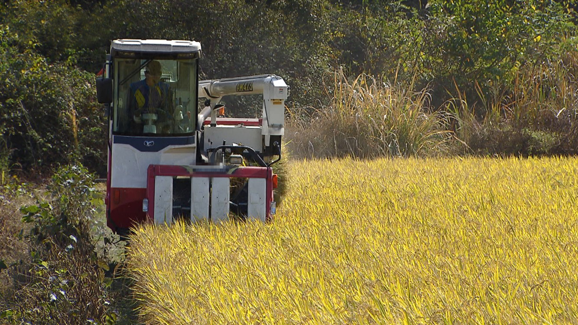 수확기 앞둔 산지 쌀값 오름세 지속
