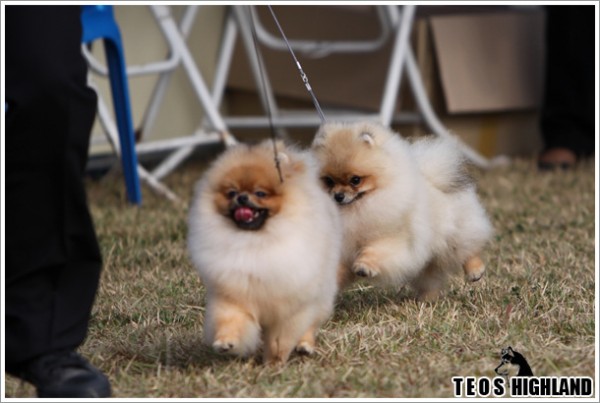 10-26_fci_dog_show59.jpg