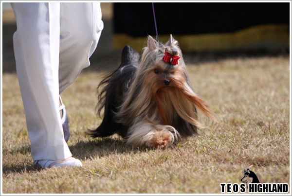 10-26_fci_dog_show54.jpg