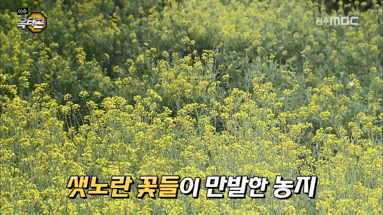 10min. report : 꽃이 활짝 핀 배추와 무, 원인은?