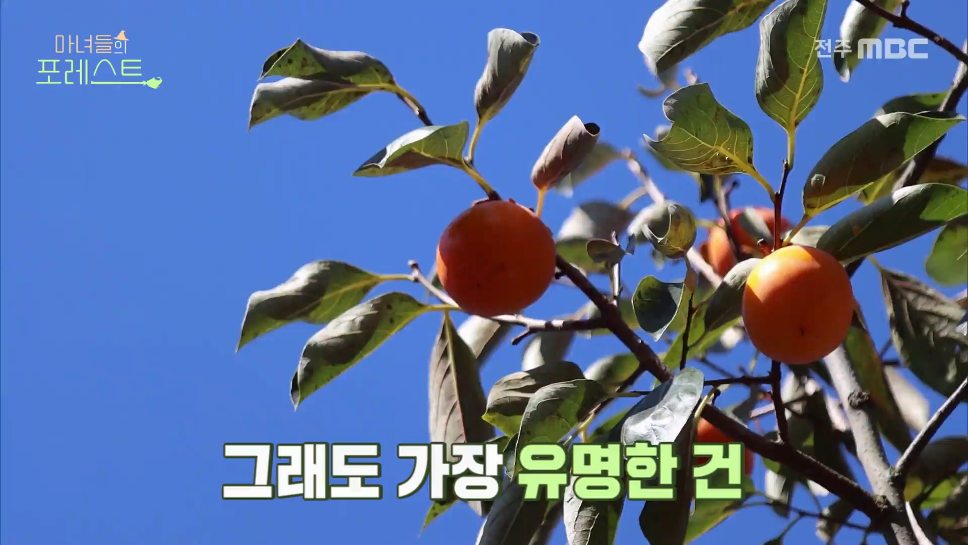 [마녀들의 포레스트] 전주MBC 2022년 12월 15일