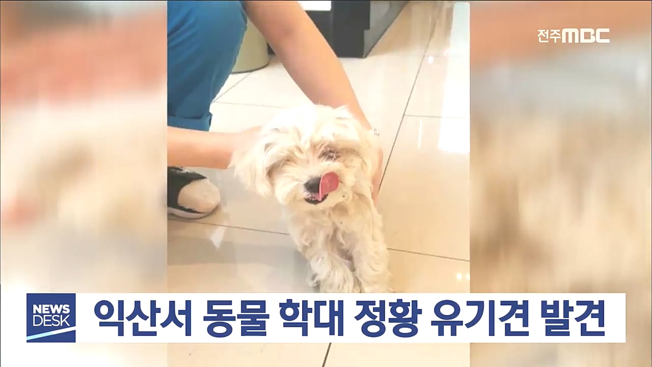 익산서 동물 학대 정황 유기견 발견