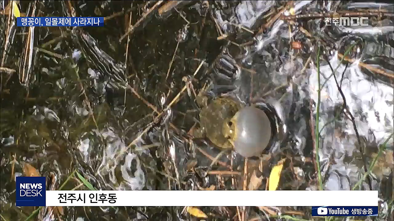 맹꽁이 서식지, 공원일몰제에 사라질 위기