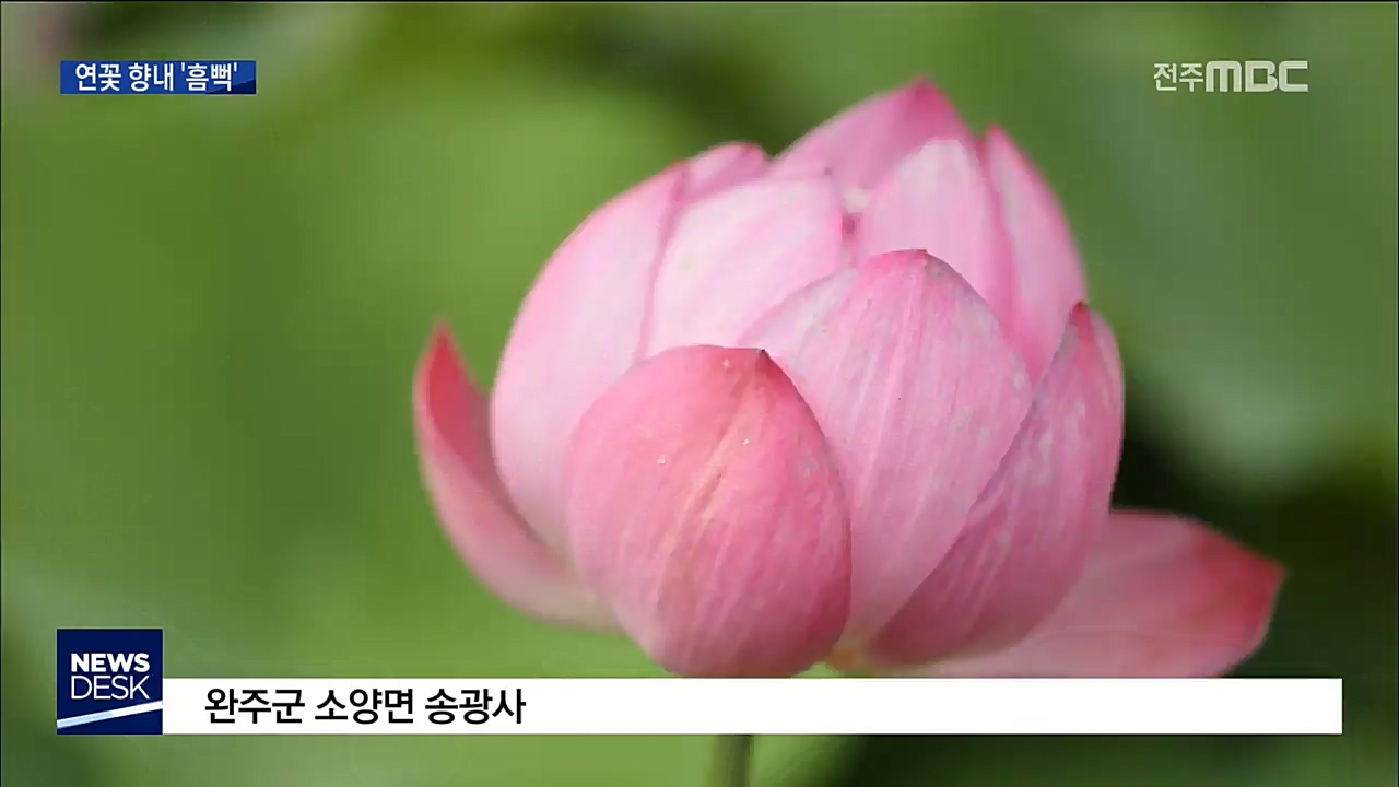 고개 내민 연꽃, 은은한 향내에 '흠뻑'