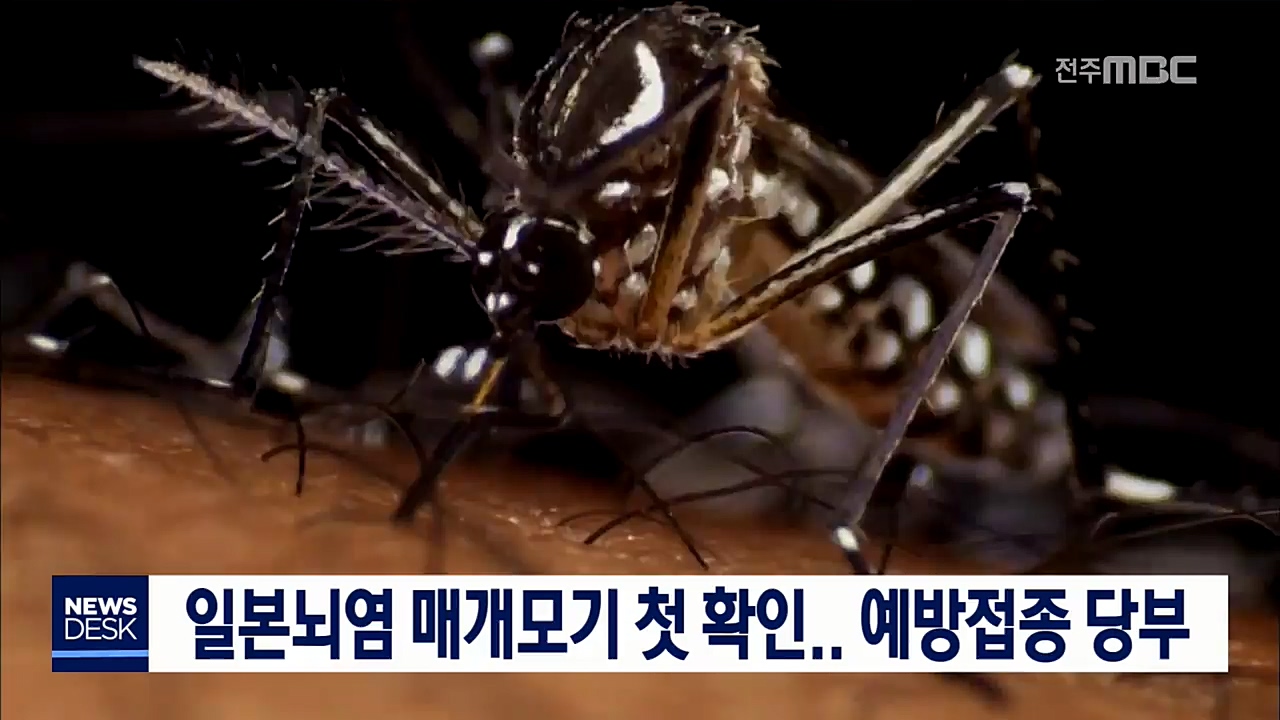 일본뇌염 매개모기 첫 확인... 예방접종 당부