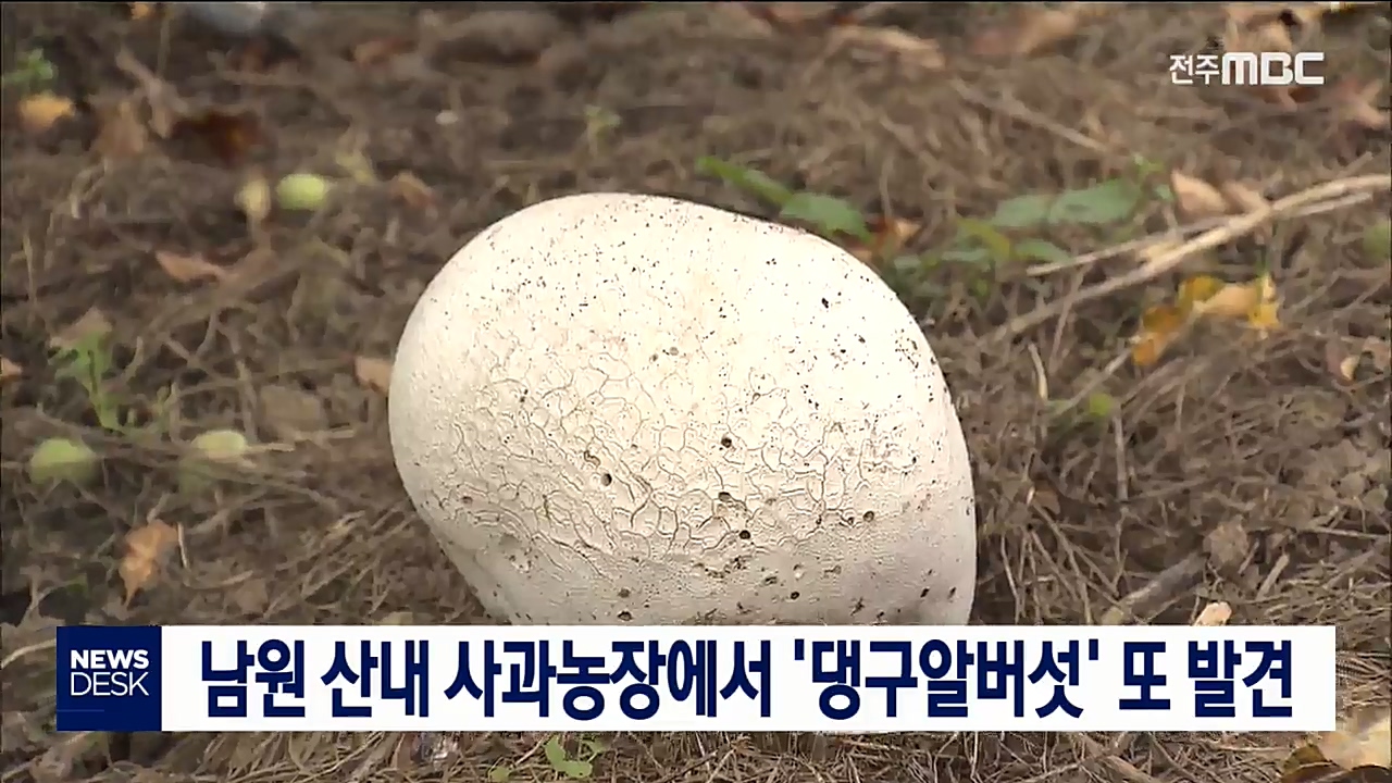 남원 산내면서 6년 연속 '댕구알버섯' 발견