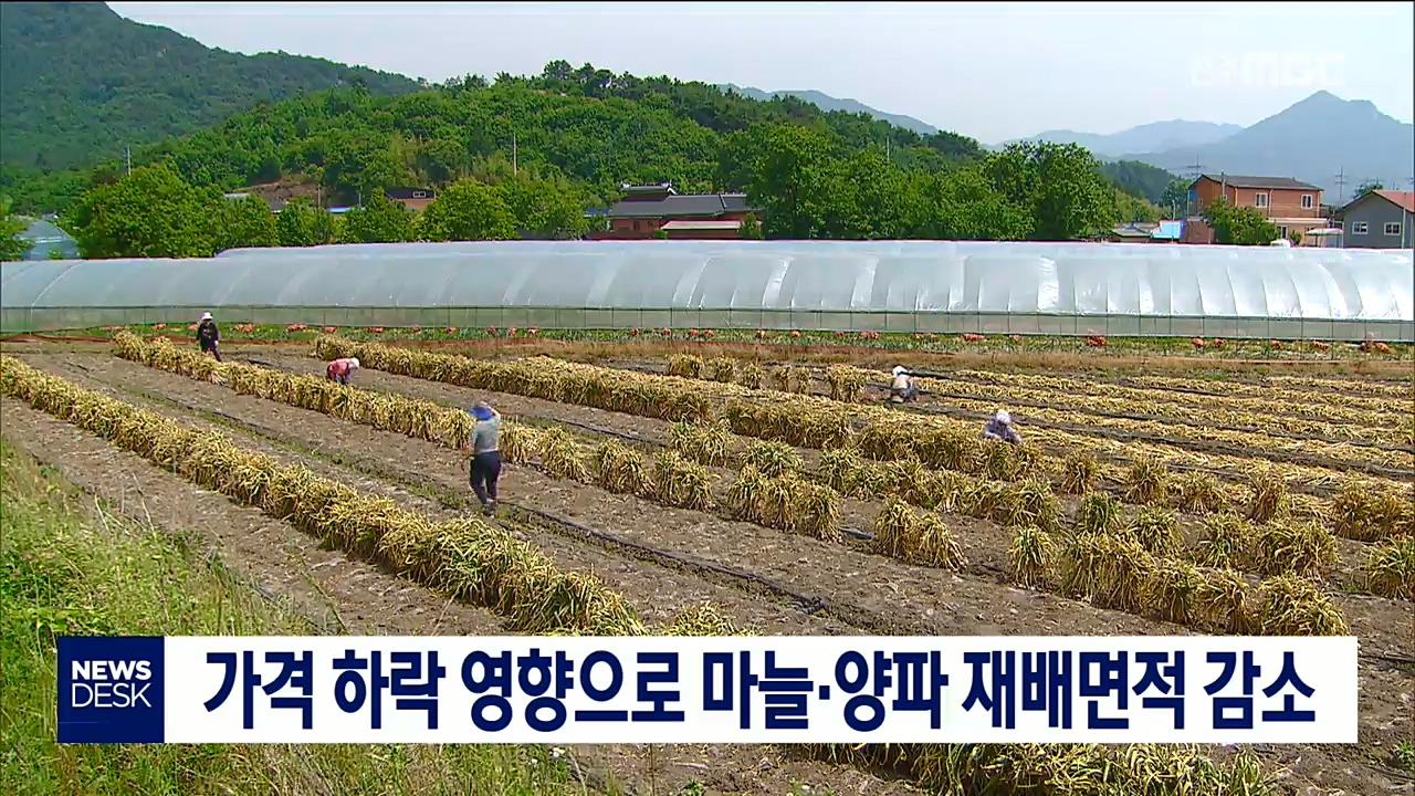 가격 하락 영향으로 마늘, 양파 재배면적 감소