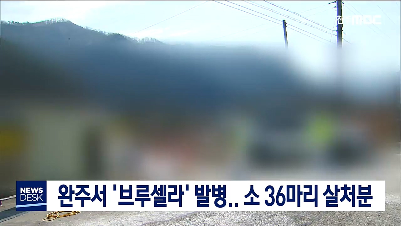 완주에서 '브루셀라' 발병..소 36마리 살처분