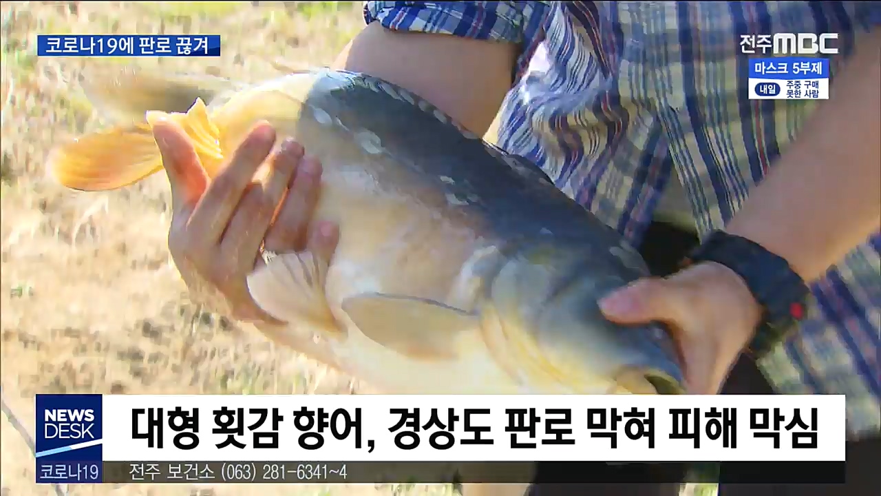 코로나19로 판로 끊겨..향어 양식장도 막막