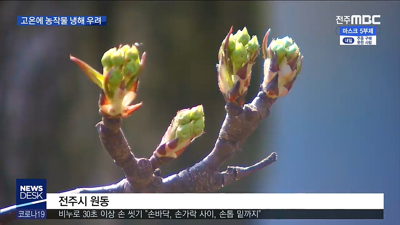 고온에 이른 성장... 냉해 우려