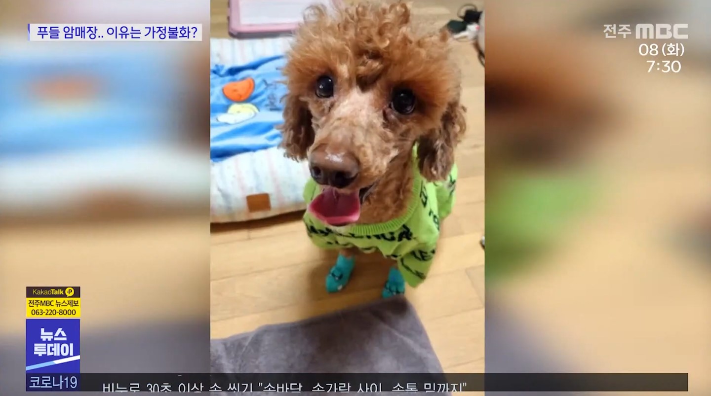 석연치 않은 개들의 죽음.. ‘국과수 부검’ 가능할까요?