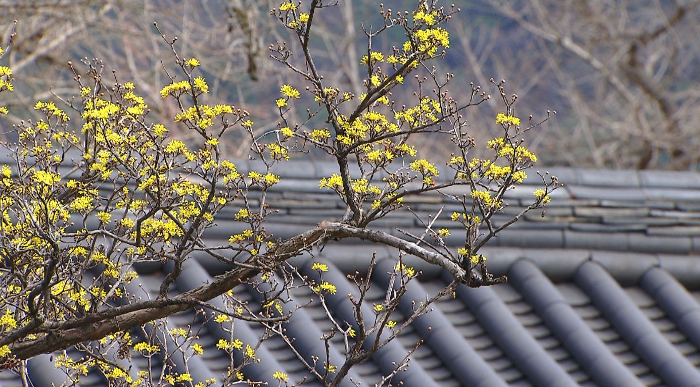 전주 낮 기온 27도..수요일까지 초여름 날씨