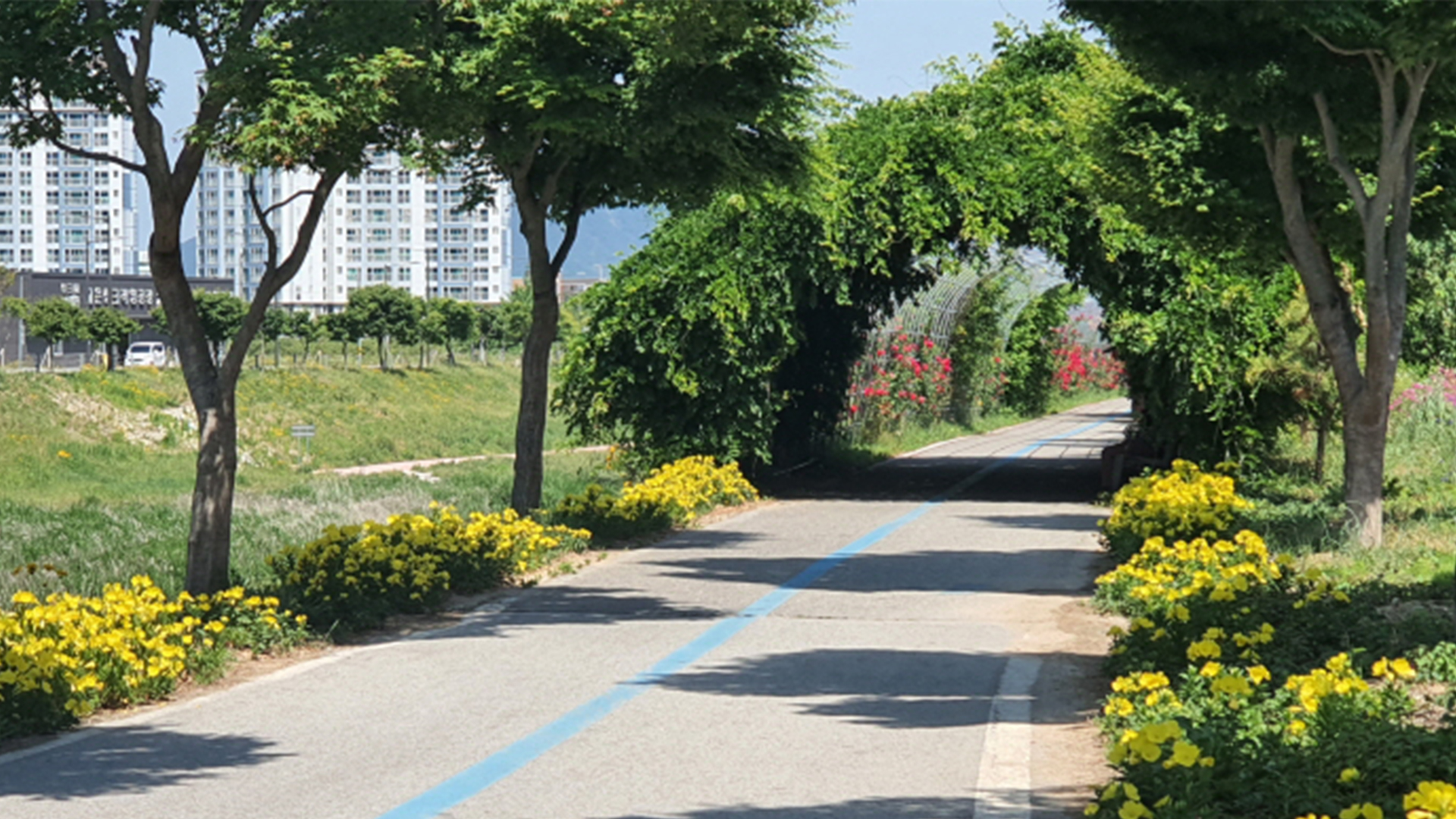 정읍천변을 화사하게 수 놓은 노란 황금달맞이꽃