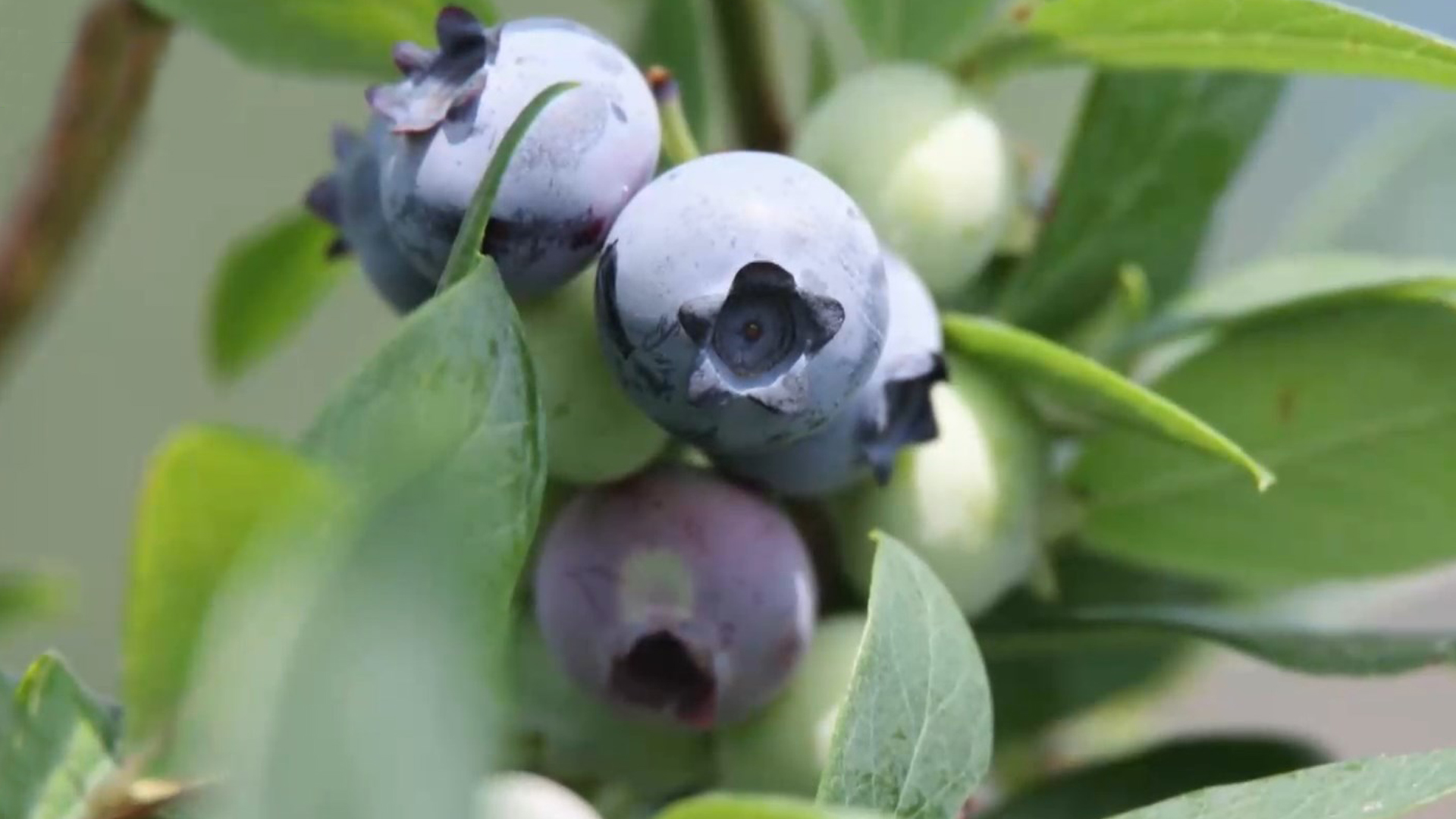 블루베리 신품종 개발.. 재배 활성화될 듯