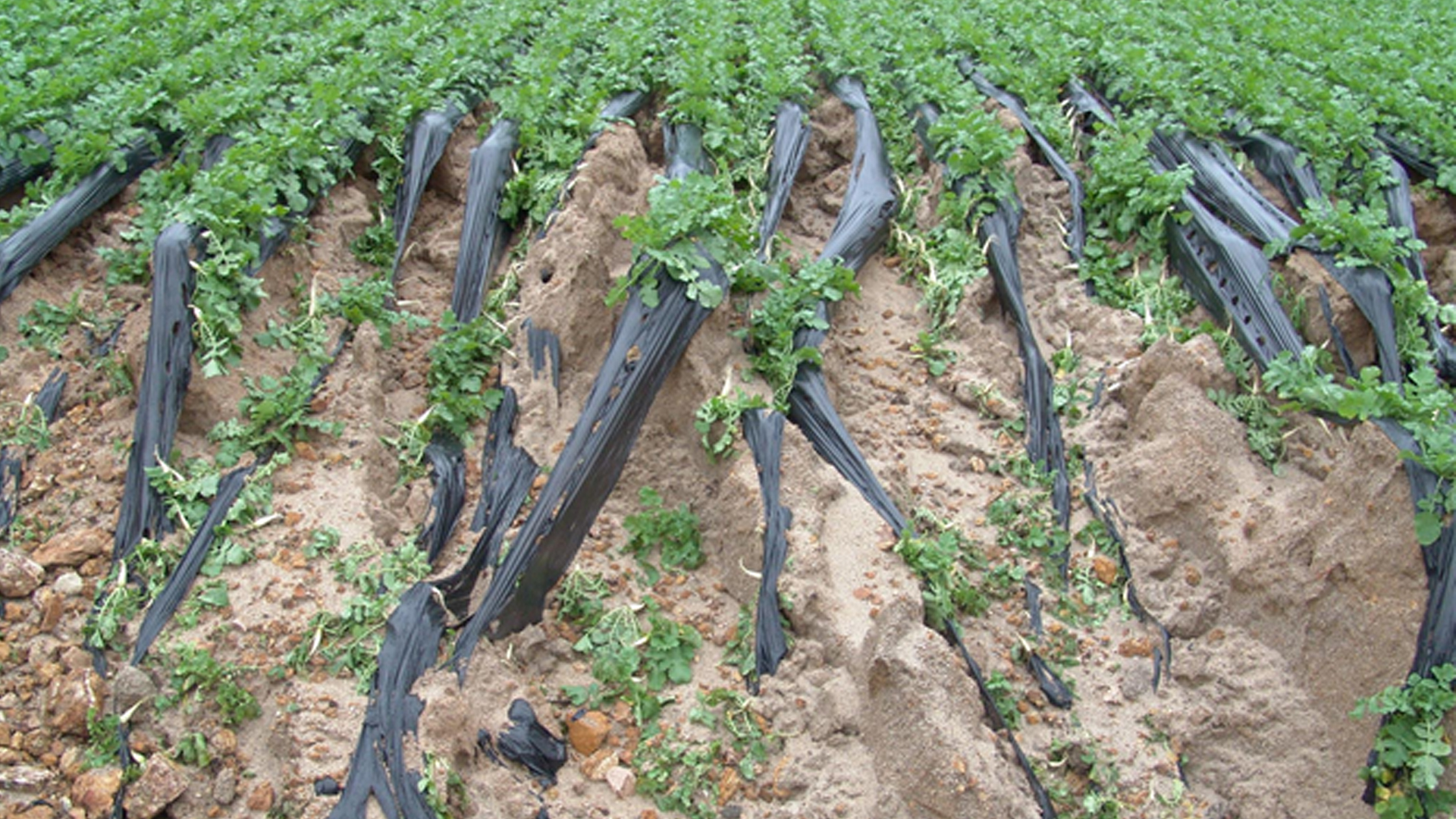 장마철 경사진 밭의 흙 보전 방법...등고선 재배와 호밀 심기