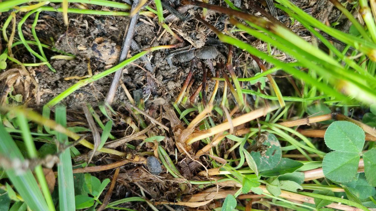 모내기 한 뒤에는 '먹노린재' 방제에 힘쓰세요