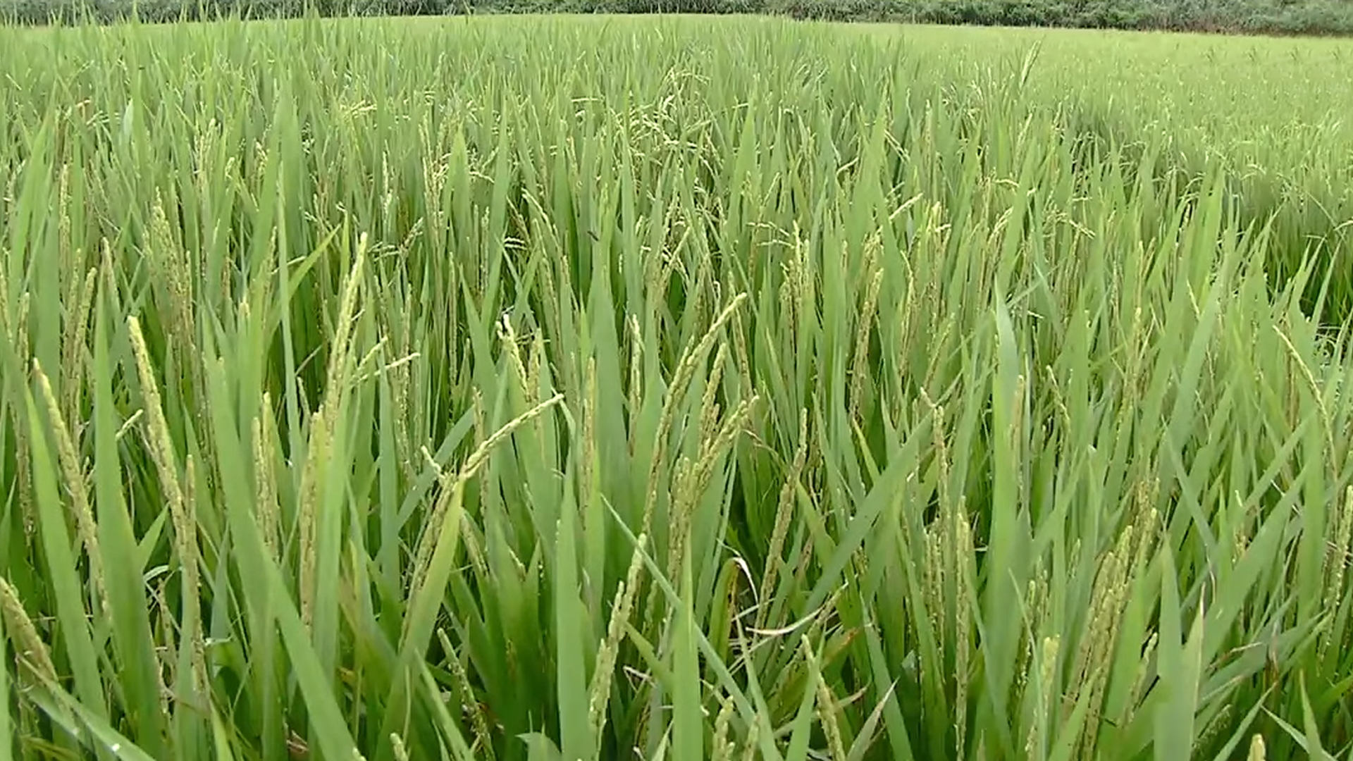 군산시, 신동진벼 이삭거름 이번 주말이 '적기'