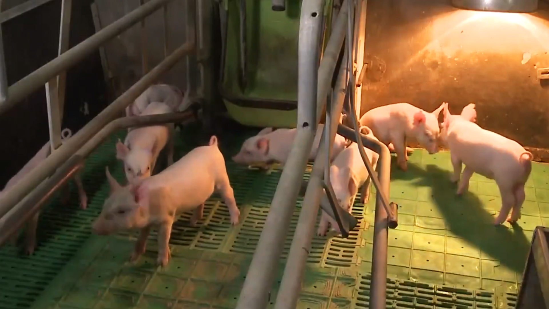 정읍시, 마리당 1만 원 돼지 도축 수수료 지원