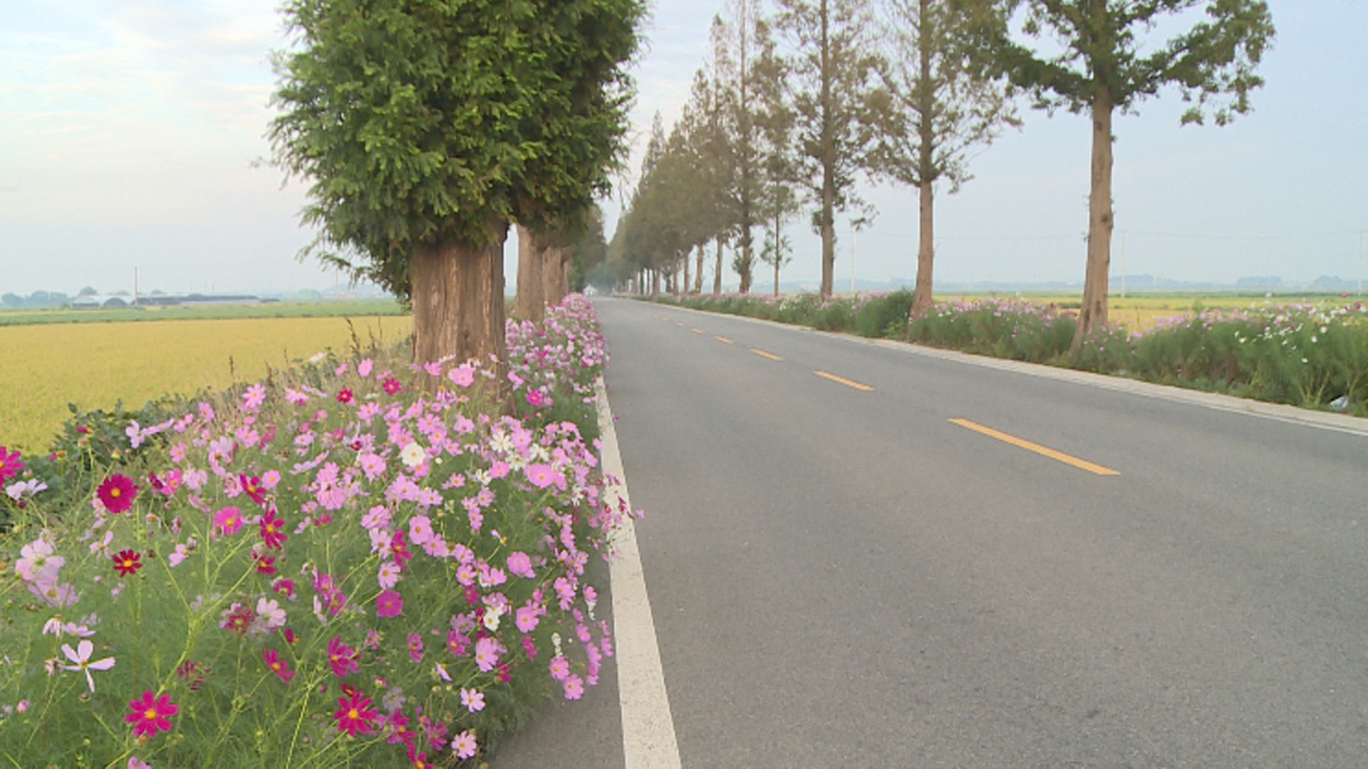 김제시, 도로변 70km 구간에 코스모스 꽃길 조성