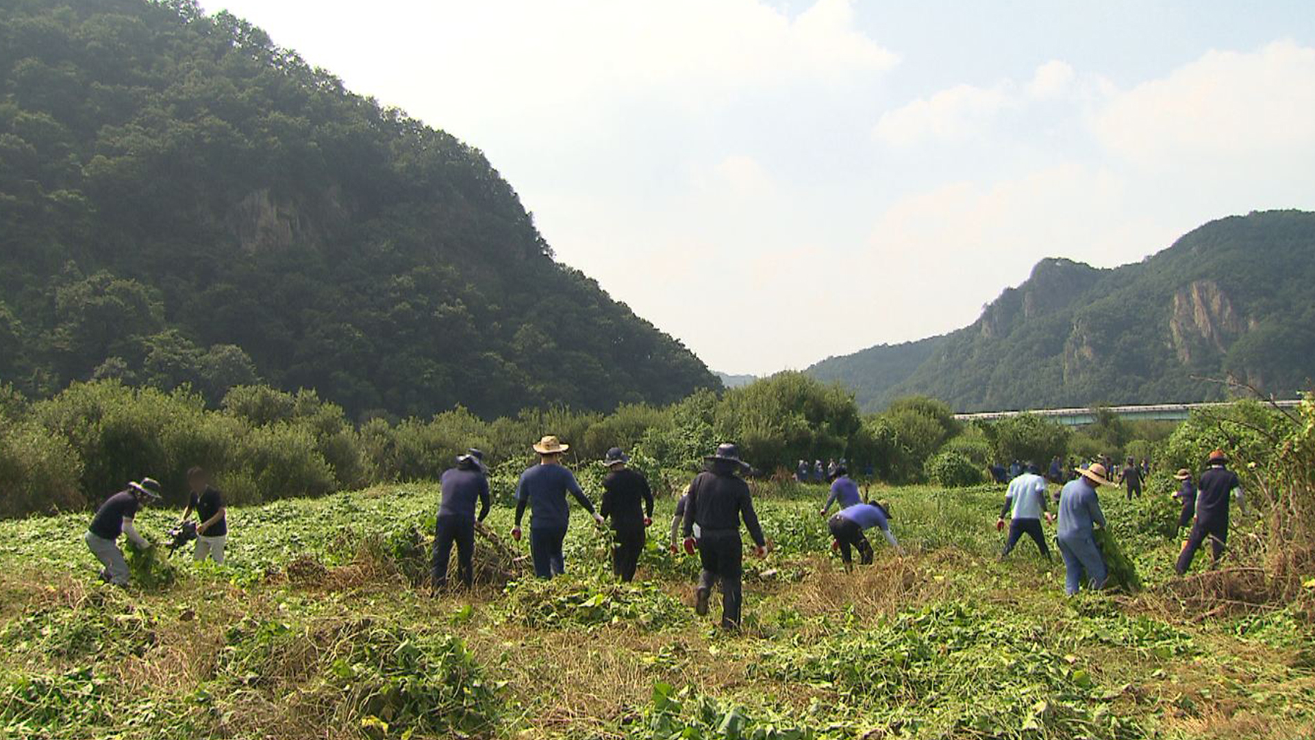 전주시, 토종식물 성장 막는 가시박 제거