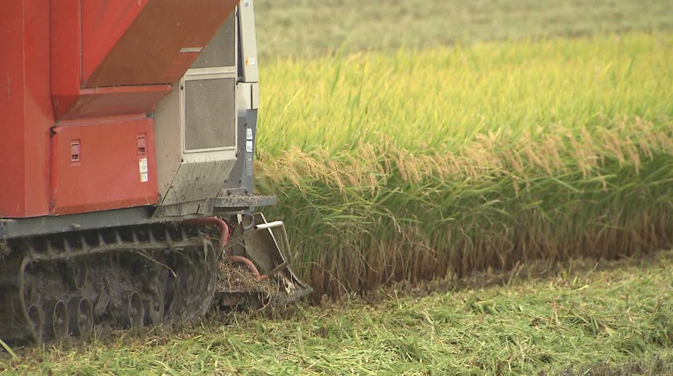 올해 전북도내 쌀 예상생산량 지난해보다 4.2% 늘어