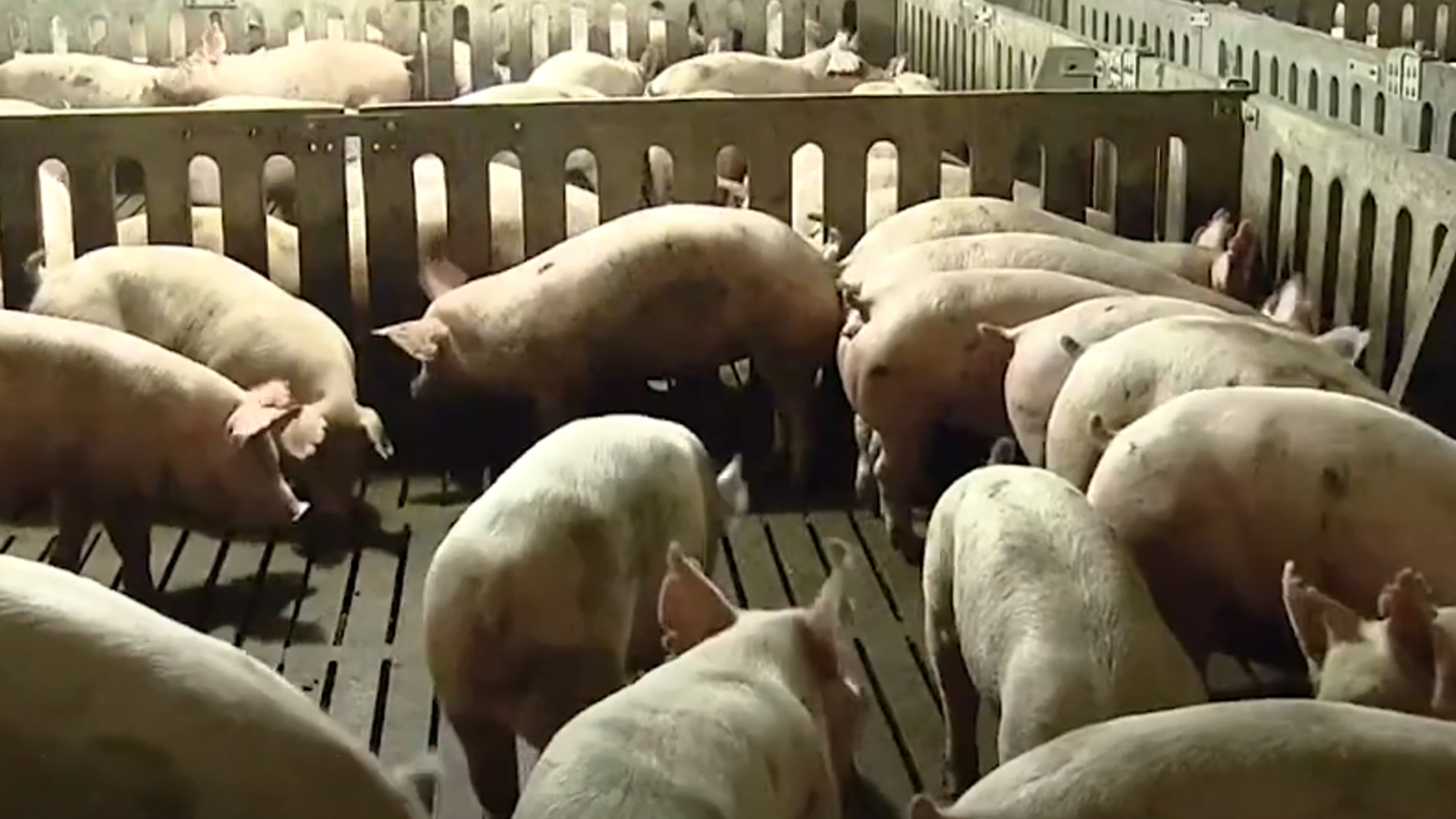 구제역 예방..소·돼지 분뇨 도 권역 이동 제한