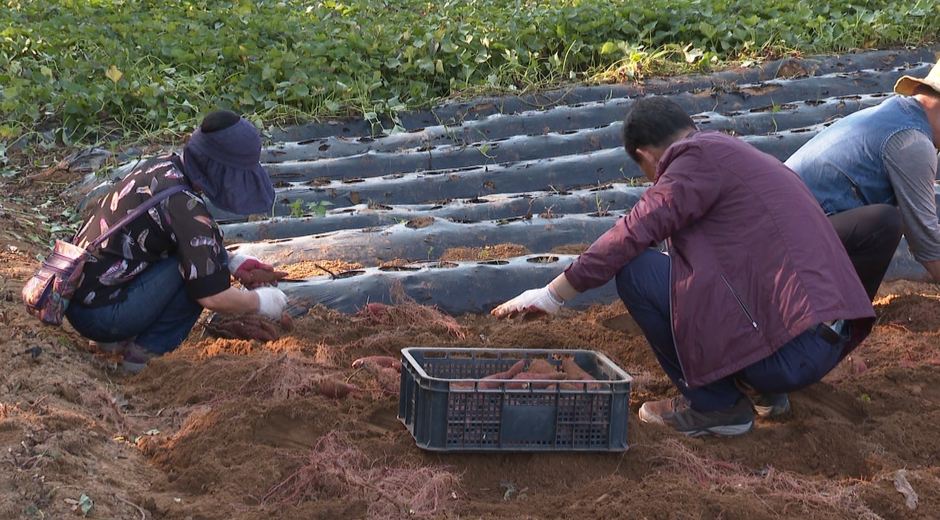 익산시, 농촌 일손 부족 문제 해결에 행정력 집중