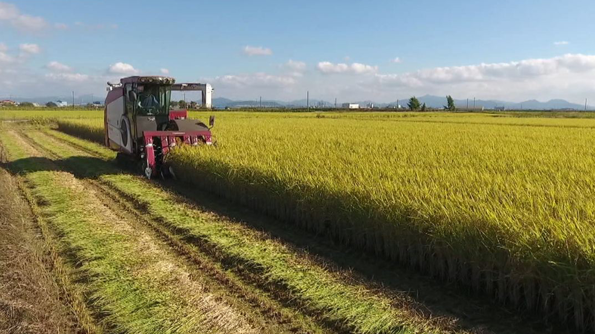 전국 쌀 생산량 3% 줄었지만 전북은 4.7% 늘어