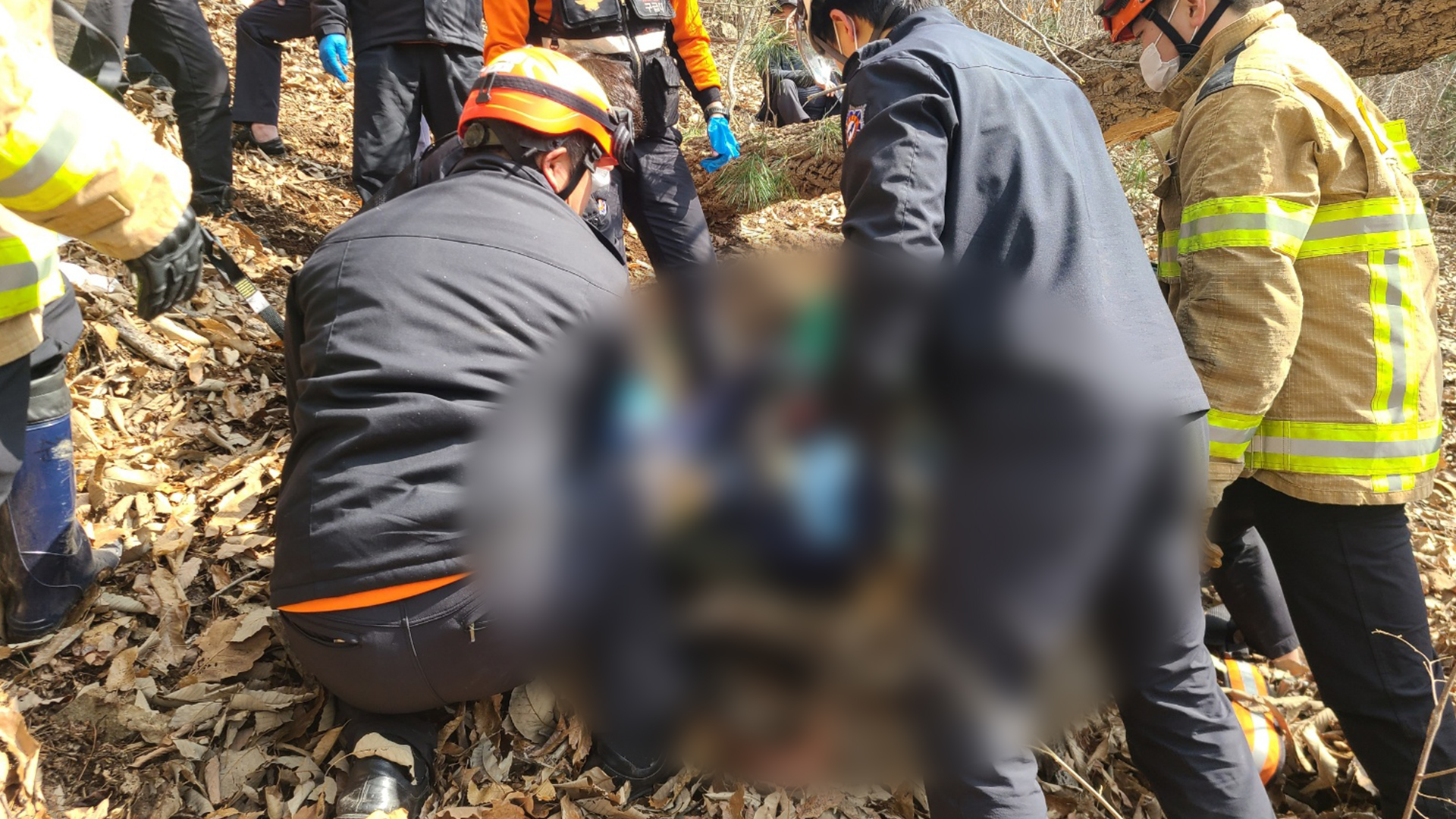 야산에서 벌목하다 나무에 깔려.. 60대 남성 숨져