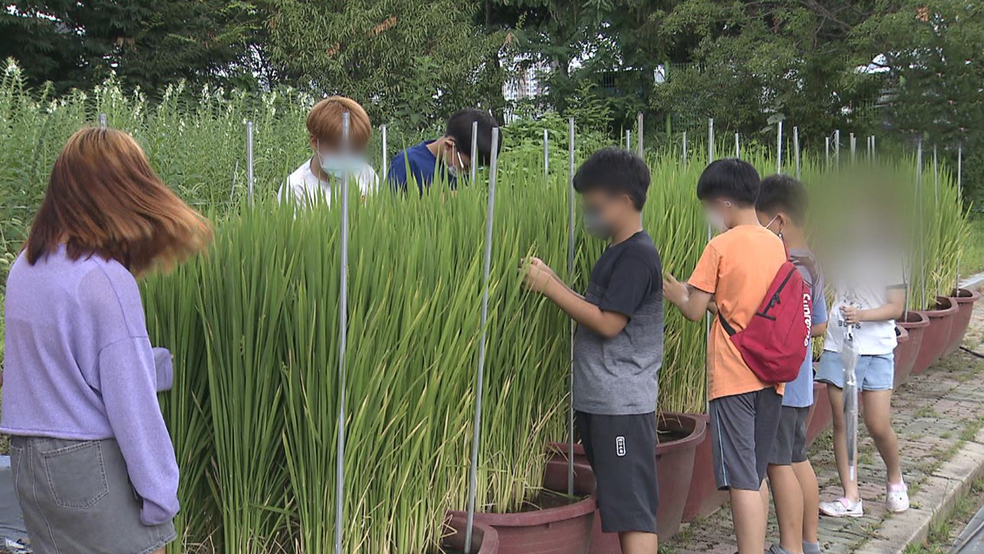 '곡물체험학교' 참여 초등학교 5월 10일까지 모집