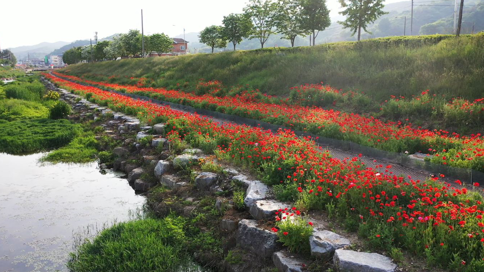 임실천 1.1km 구간 양귀비 만개..6월까지 지속