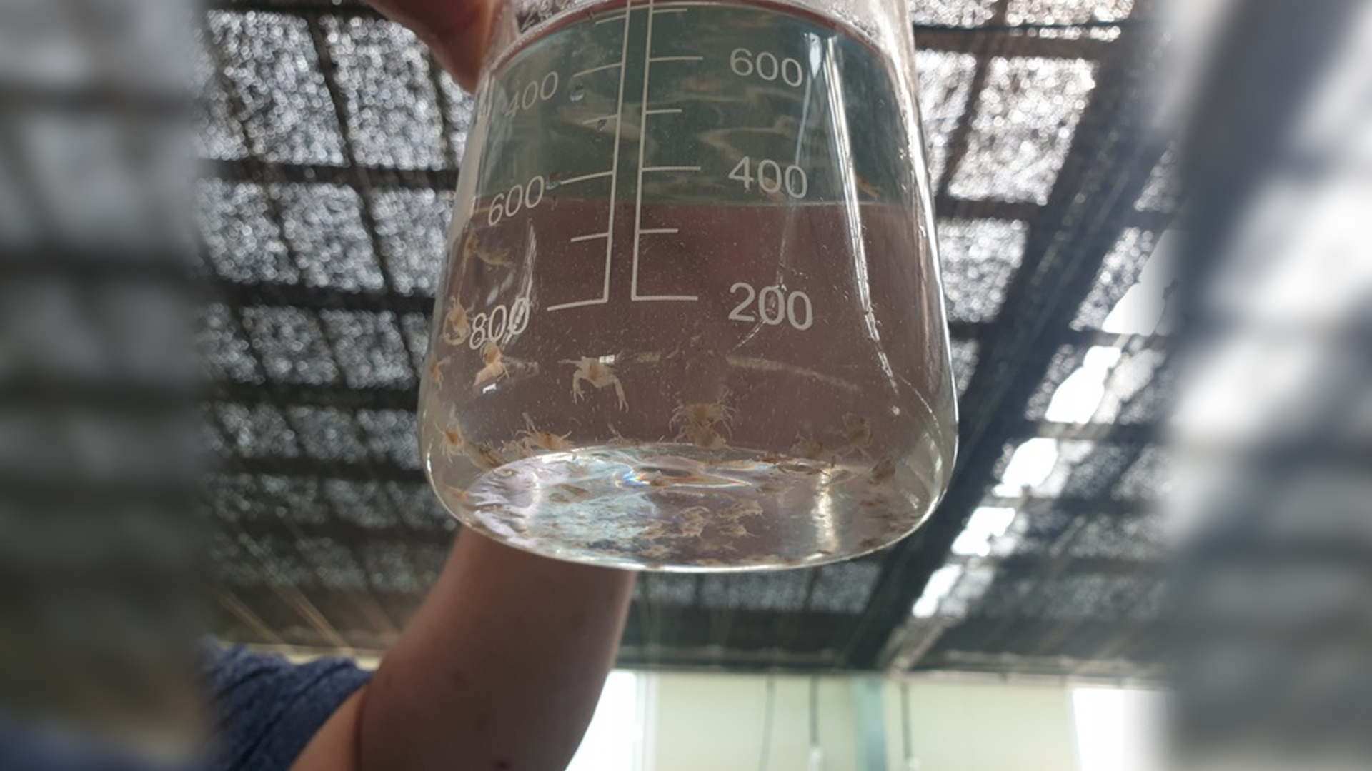 어린 꽃게 20만 마리 방류..어업인 소득 기대