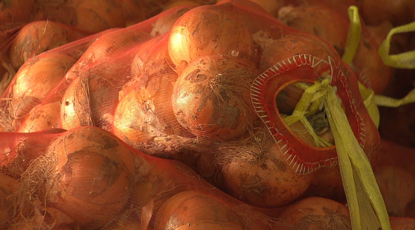 군산시, 양파 기계화재배단지 100헥타르 조성