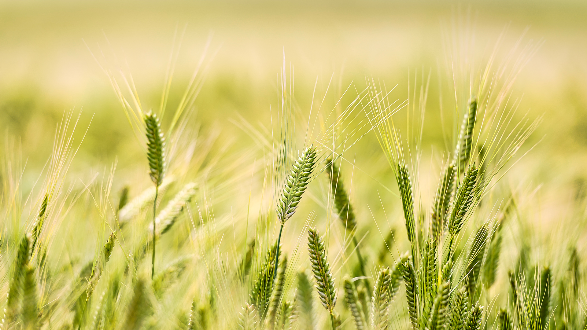 전략작물직불 대상에 '밀'과 '겉보리' 포함..재배 급증