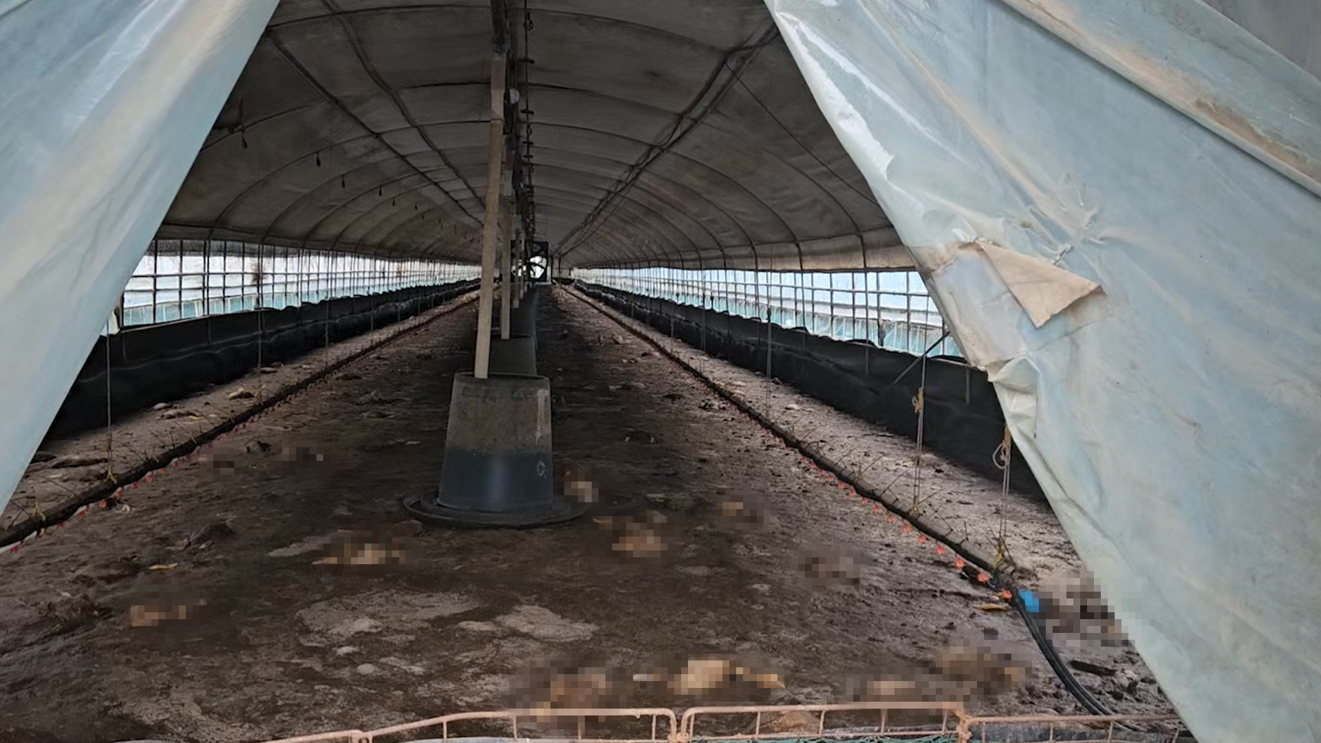 익산 오리농장 침수..오리 2만 2천여 마리 폐사