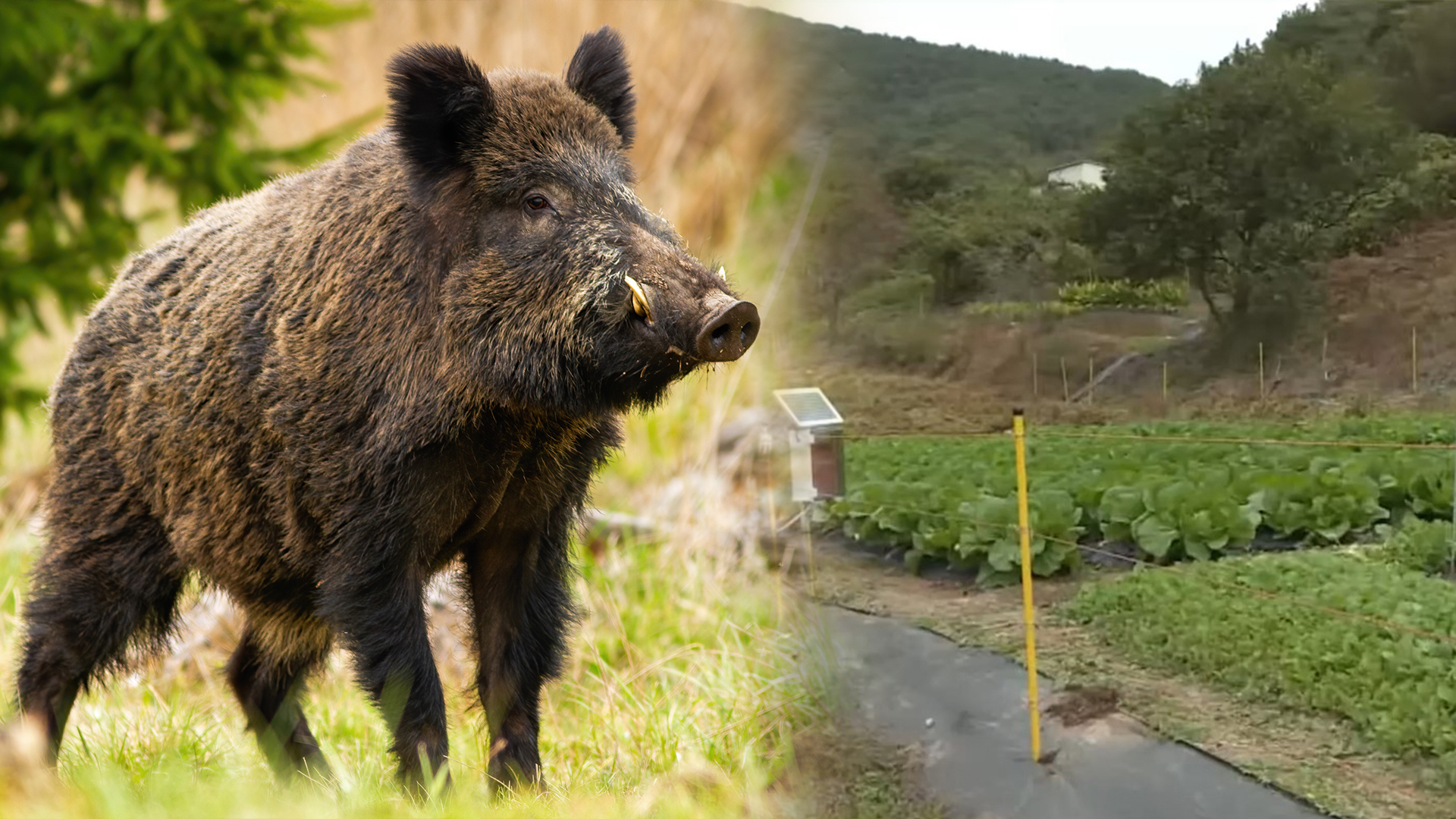 야생동물 농작물 피해액..5년 간 541억 원