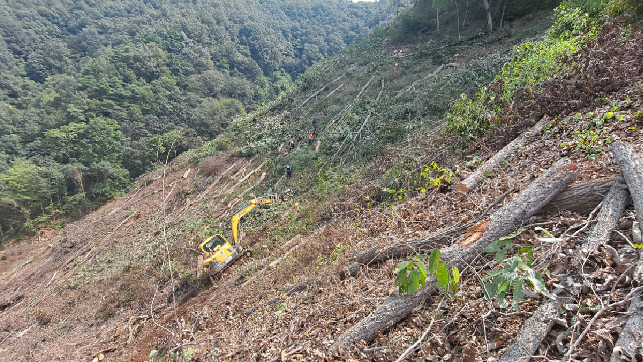 벌목 작업하던 50대 남성, 나무에 깔려 숨져