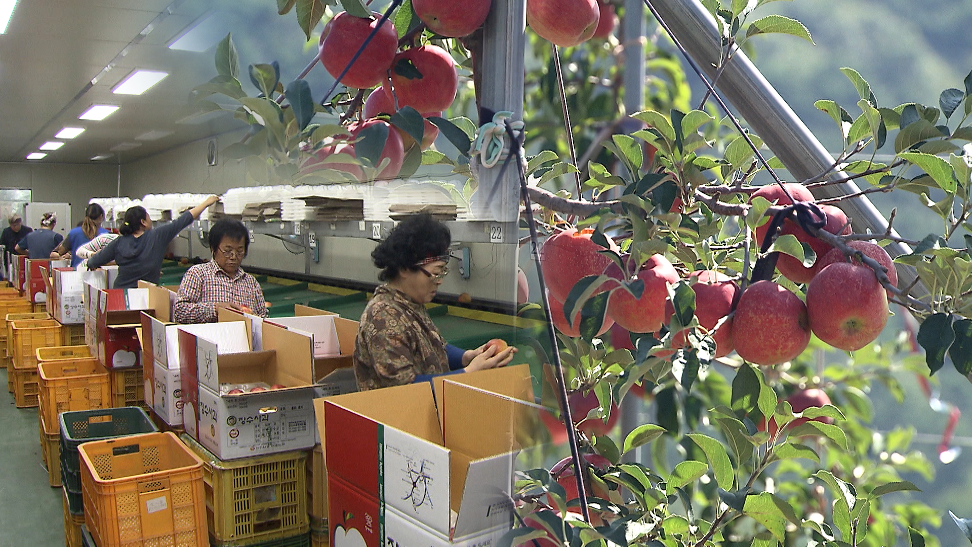 '추석 사과' 생산량 급감.. 
