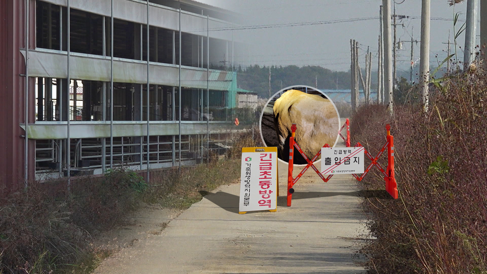 전북 부안 럼피스킨병 첫 확진.. 한우 비상