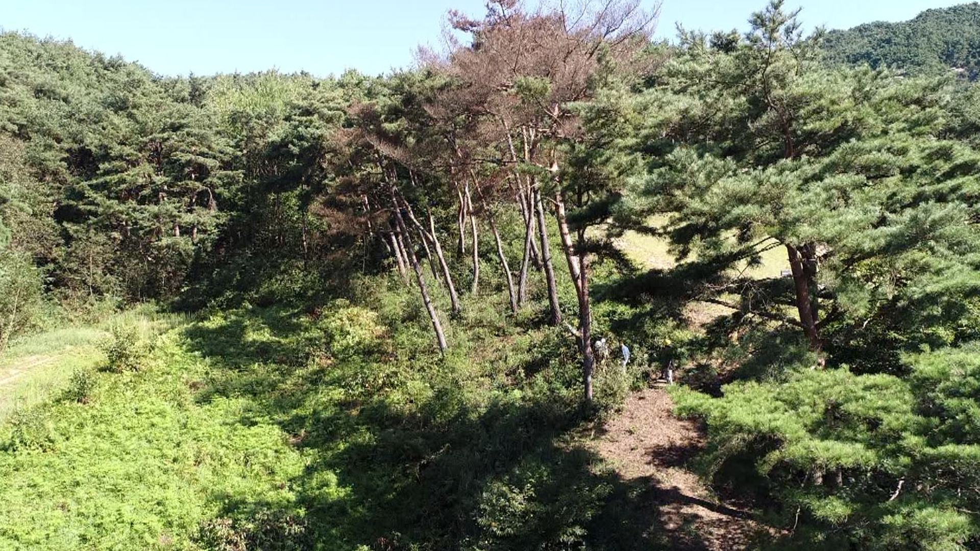 소나무 말려 죽이는 재선충병 방제 본격 실시