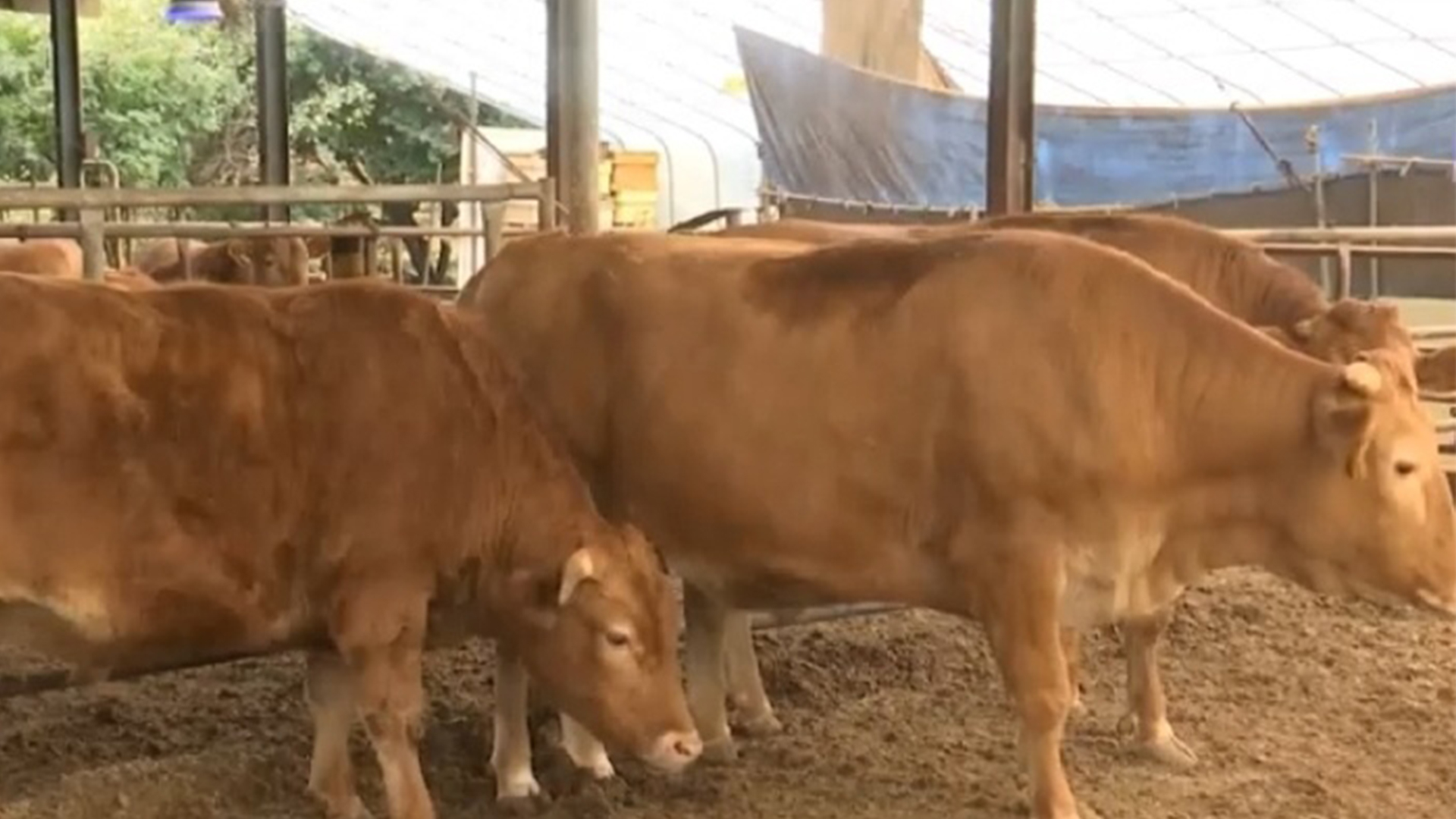 '소 럼피스킨병' 확산.. 전국 축산농가 비상