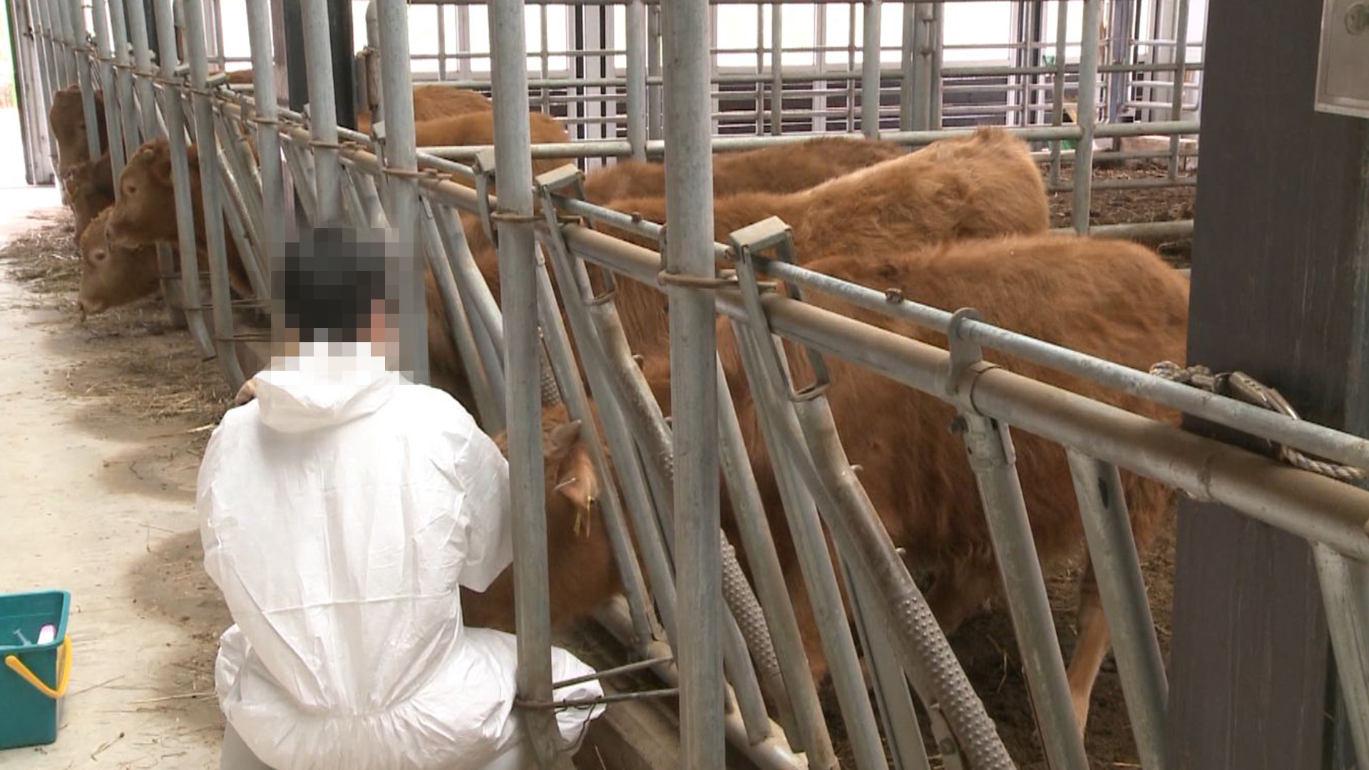 럼피스킨 확산세 '잠잠'.. 살처분 보상 추진