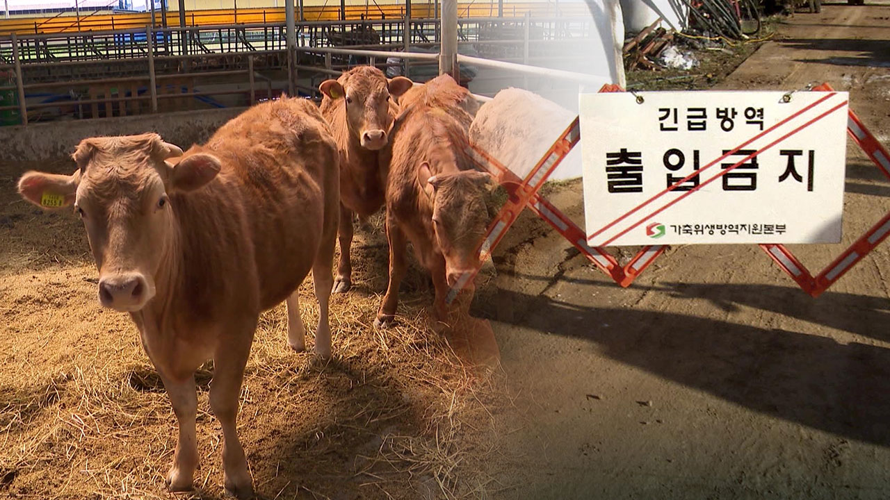 고창서 도내 5번째 럼피스킨 확진.. 