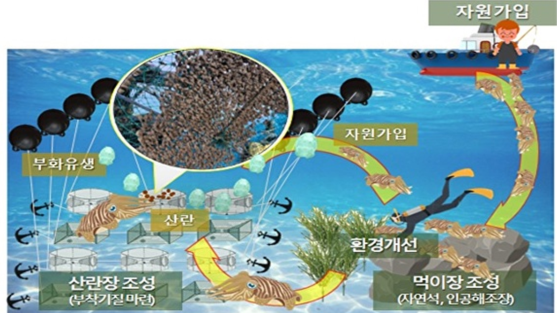 군산 옥도면 해역에 갑오징어 산란·서식장 조성