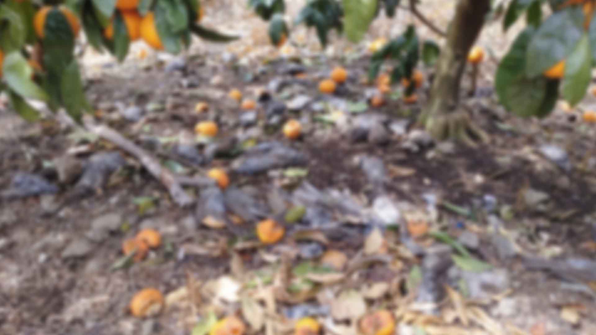 제주 감귤농장서 새 200여 마리 집단폐사..
