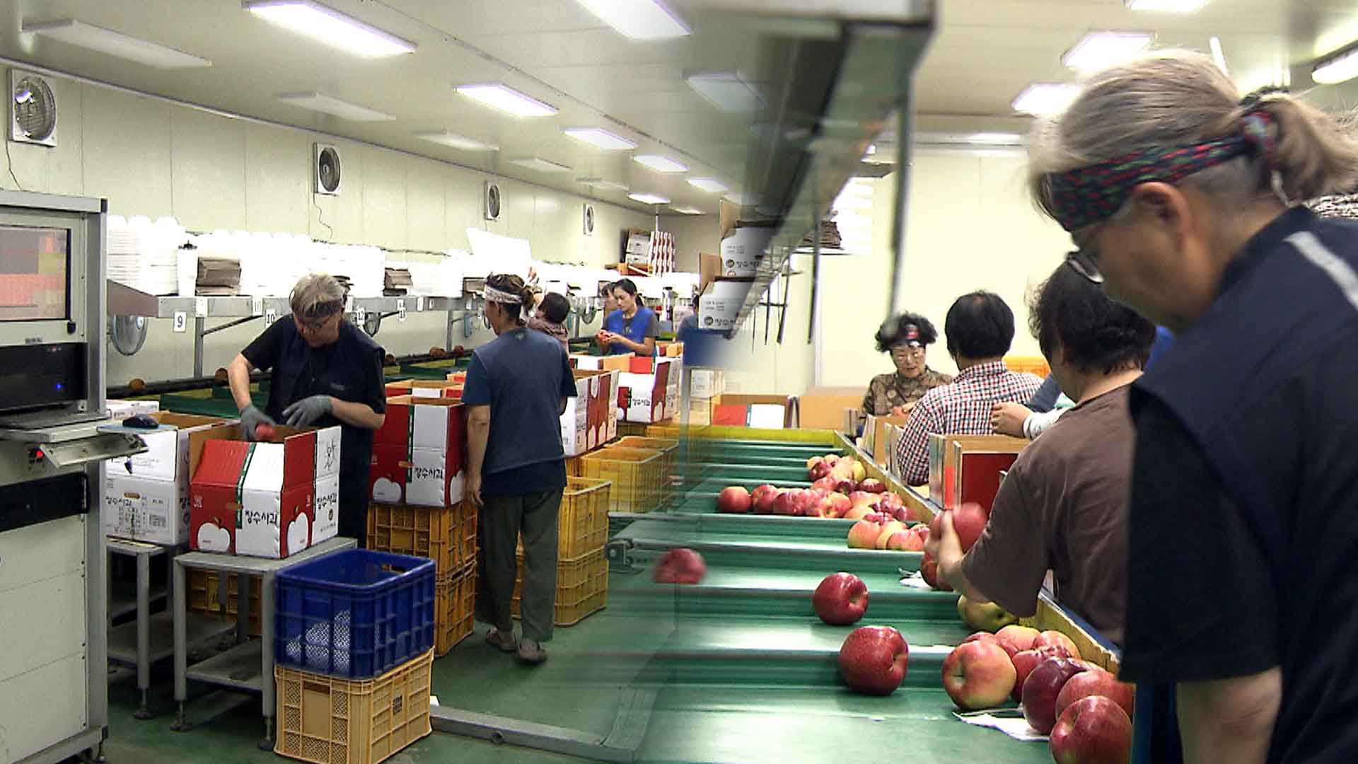 '금사과' 올해도?.. 10일 빨라진 개화에 우려 커져